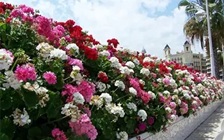 Валенсия — ваш весенний выбор